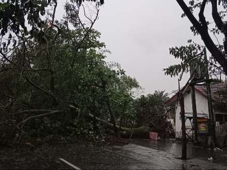 Pohon Besar Samping MTQ Pekanbaru Tumbang Tutupi Jalan, Aliran Listrik Padam